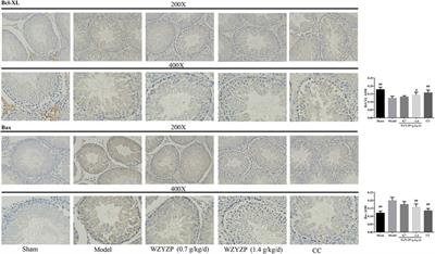 Corrigendum: Wuzi Yanzong pill—Based on network pharmacology and In Vivo evidence—Protects against spermatogenesis disorder via the regulation of the apoptosis pathway
